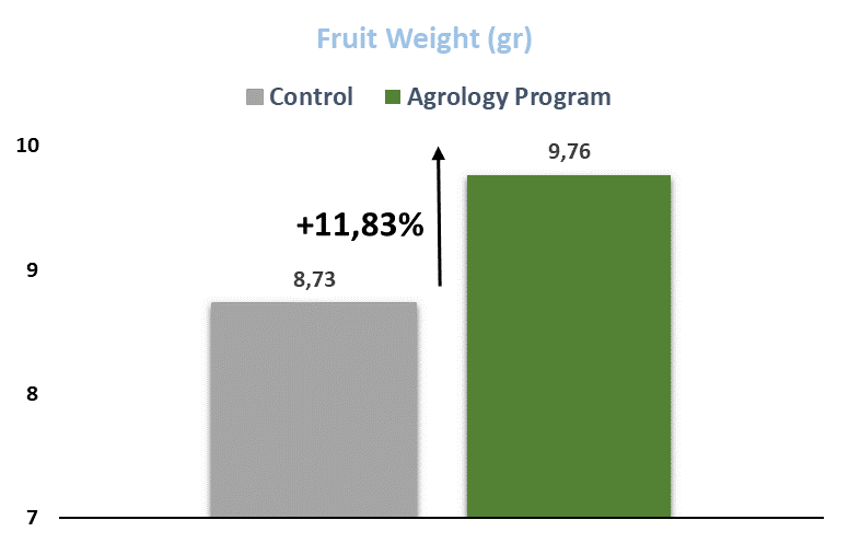 Figure 2. Fruit Weight (gr). With the application of Agrology Program, an increase in fruit weight of +11,83 % was achieved, compared to the Control.