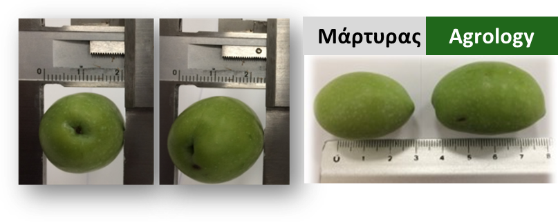 Picture 5. Fruit Size (diameter and height) (cm). Fruit Sample of Agrology (right) and Control (left). Fruit Sample from the Agrology program and the Control next to a ruler (cm).