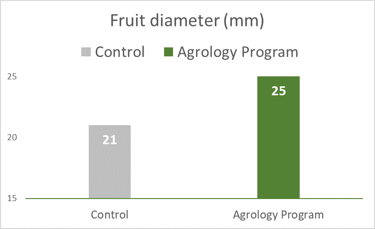 Picture 6. Increase of Fruit Diameter. With the implementation of the Agrology Program, an average 4 mm fruit diameter increase (+ 19%) was achieved, compared to the Control.
