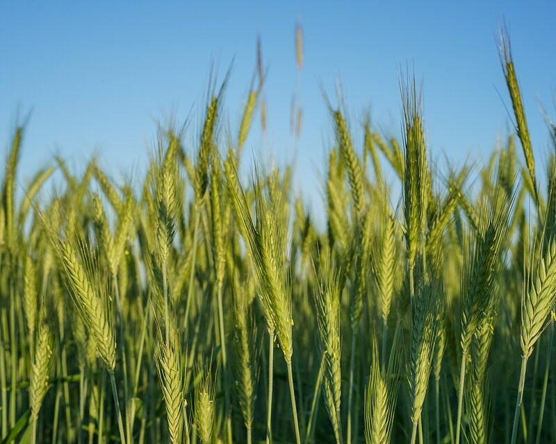 Increase of Total Barley Production