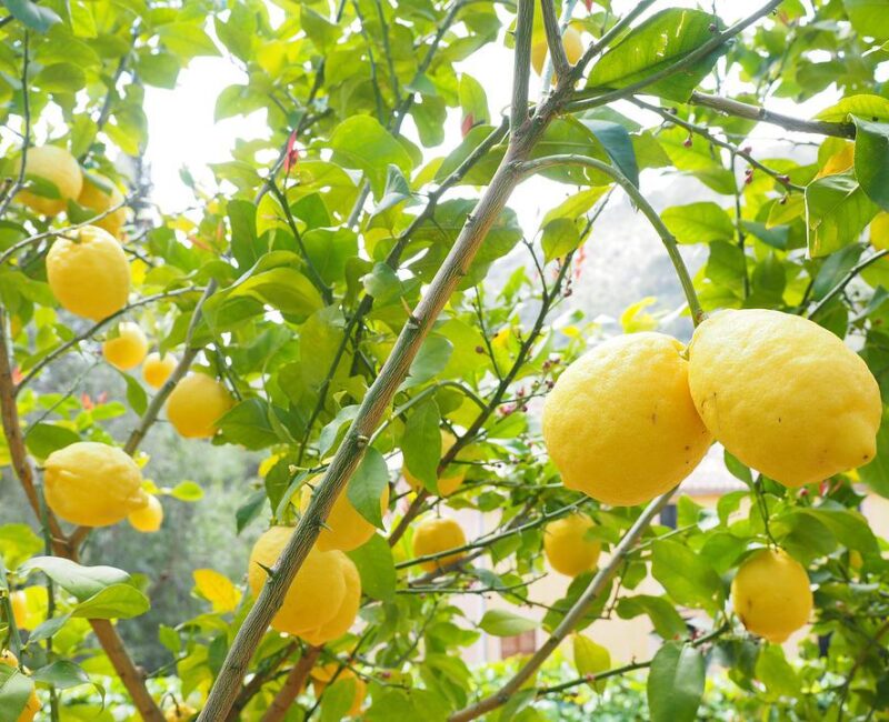 Lemons Qualitative Characteristics Improvement
