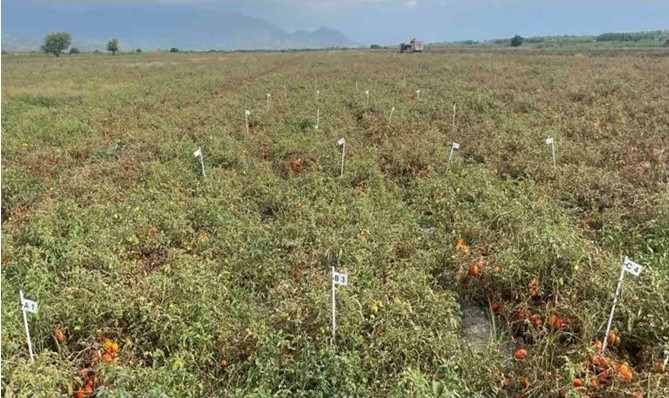 Nodius® Candy: Improvement in Quality Characteristics of Industrial Tomato