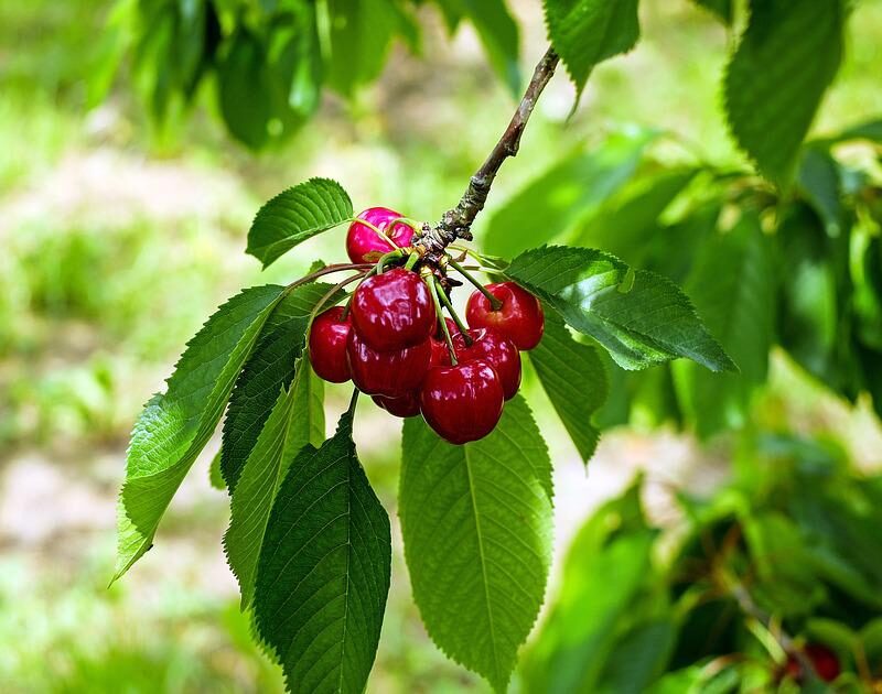 XAct PRO® Fort SC: Increase in Qualitative Growth Parameters in Cherry