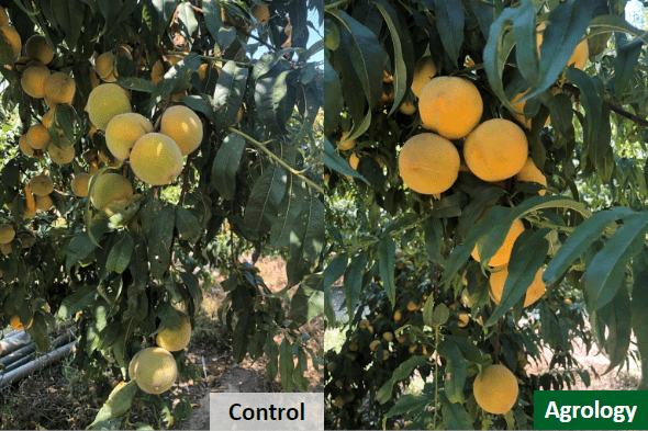Agrology Success Stories: Industrial Peach Yield, Fruit Weight and Size Improvement