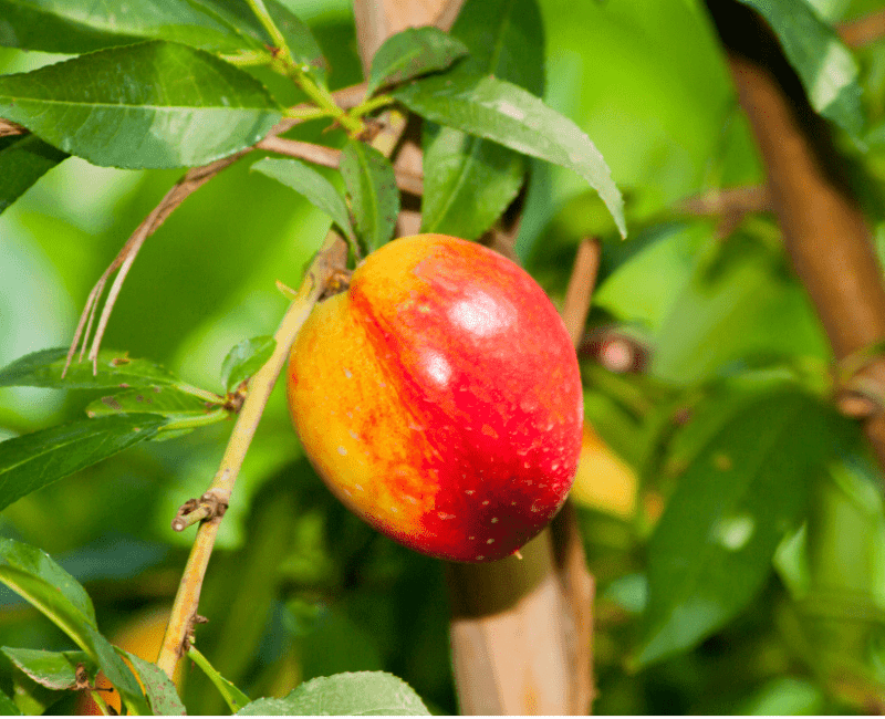 Agrology Success Stories: Nectarine Fruit Weight and Size Increase