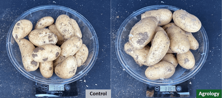 Average Tuber Weight – 15 tubers (g). Increase of 277g