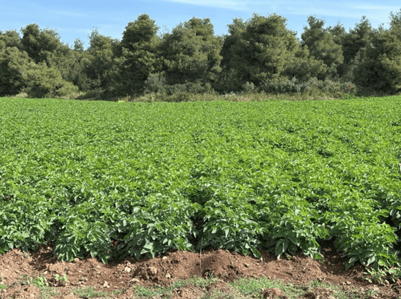 Agrology Success Stories: Protonic Vortex® – Yield Increase in Potato (Var. Soprano)