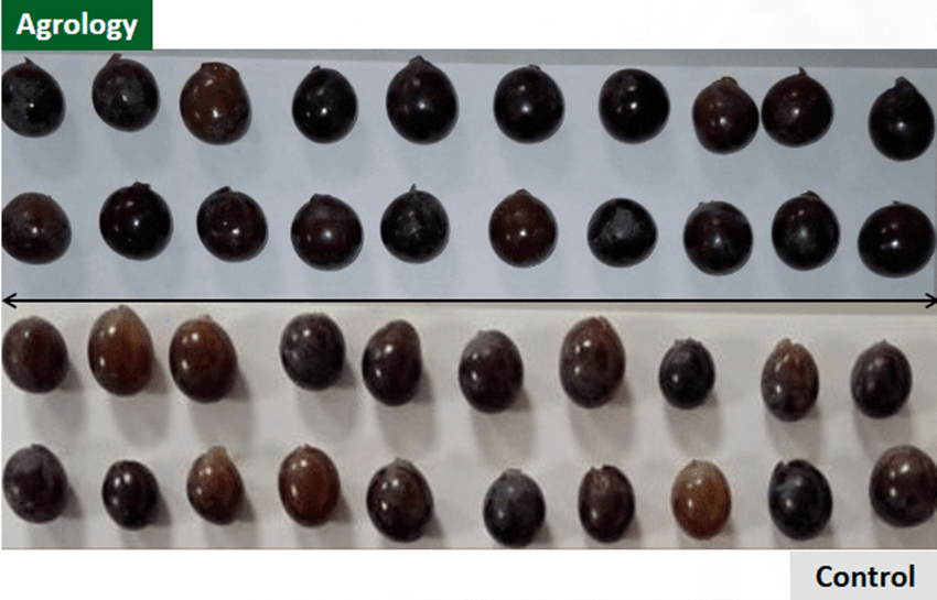 With the application of Agrology Program, an increase in Berry Size was achieved compared to the control