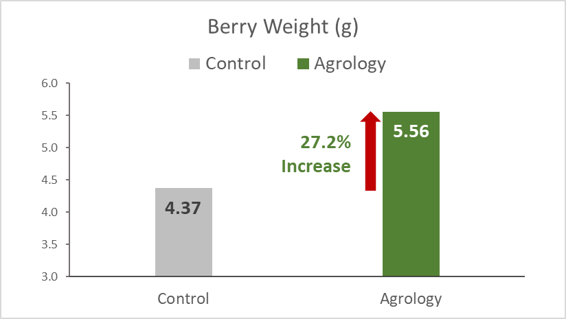 With the application of Agrology Program, an increase in Berry Weight of 27.2% (+1.19 g) was achieved compared to the control