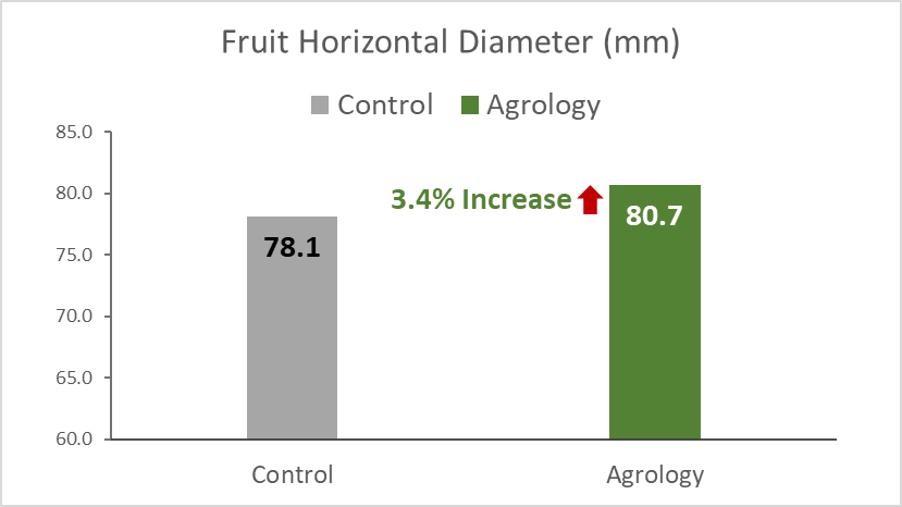 With the application of Agrology Program, an increase in Fruit Size (Horizontal Diameter) of 3.4% (+2.6 mm) was achieved compared to the control