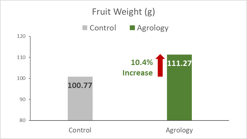 With the application of Agrology Program, an increase in Fruit Weight of 10.4% (+10.5 g) was achieved compared to the control