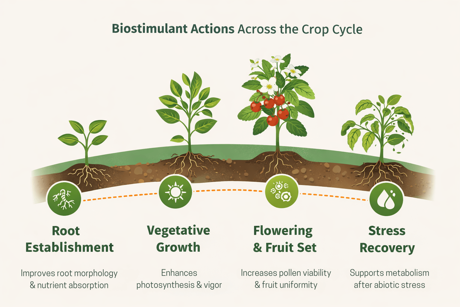 Understanding Biostimulants: A Complete Guide for European Farmers in 2026