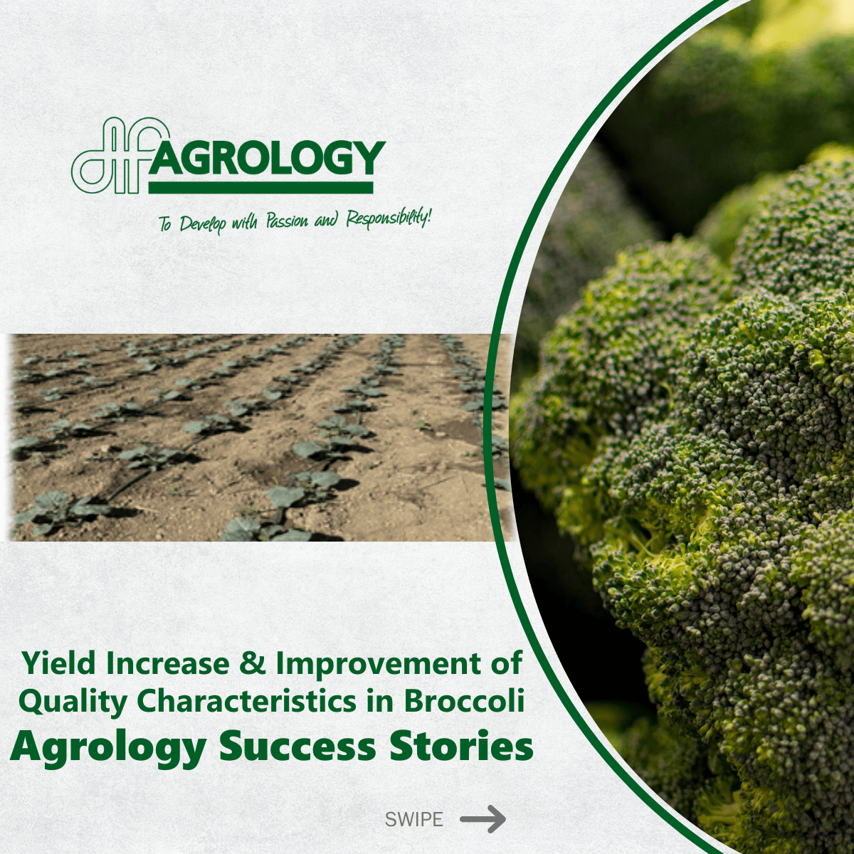Suprafix® MoBoZin: Yield Increase & Improvement of Quality Characteristics in Broccoli