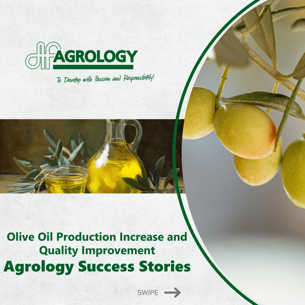 Olive Oil Production Increase and Quality Improvement