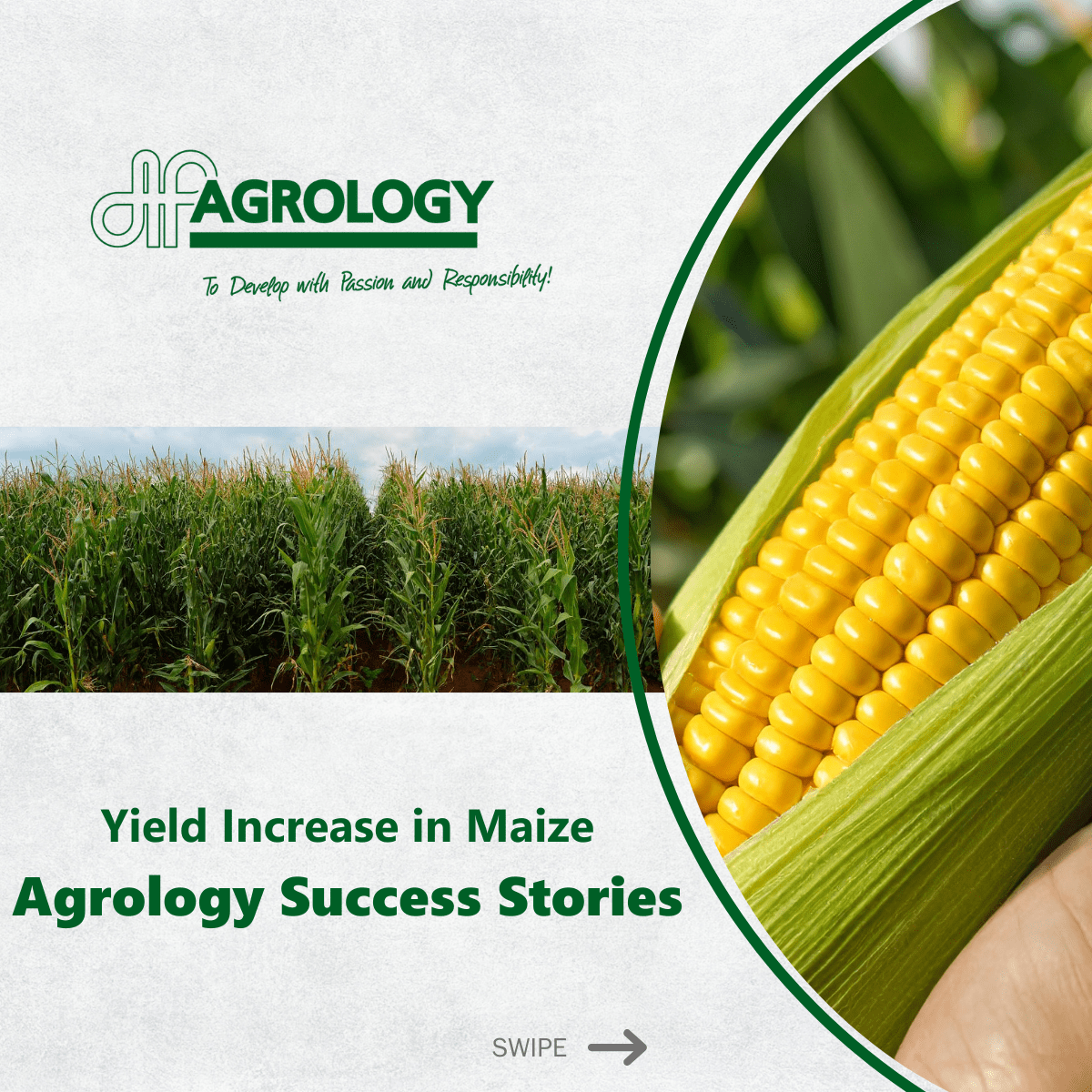 Yield Increase in Maize