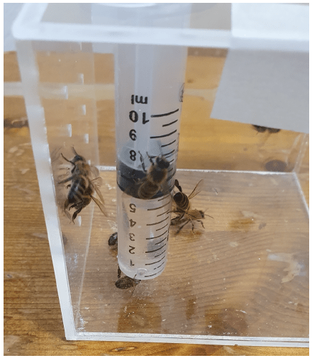 Picture 2. Close-up view of the cages used for the laboratory experiments. The bee feeding syringe is visible