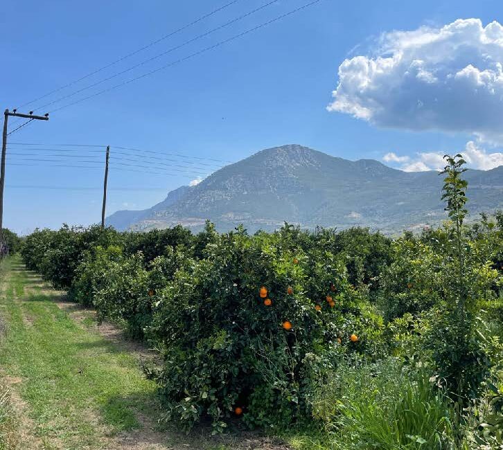 Picture 4. View of the experimental citrus orchard