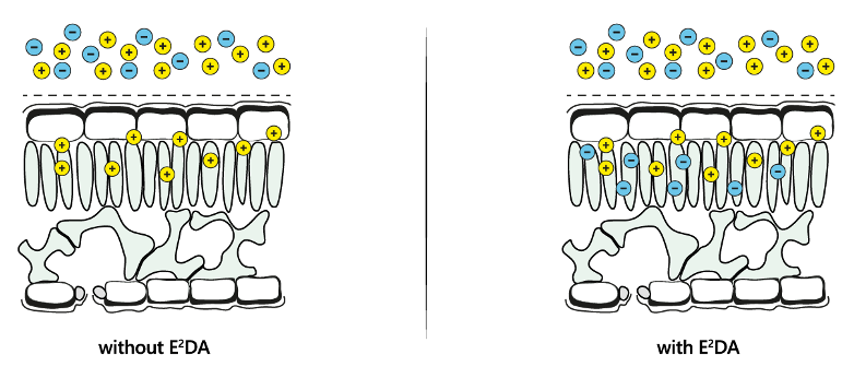 Comparison of nutrient uptake with (right) and without (left) E2DA® Technology