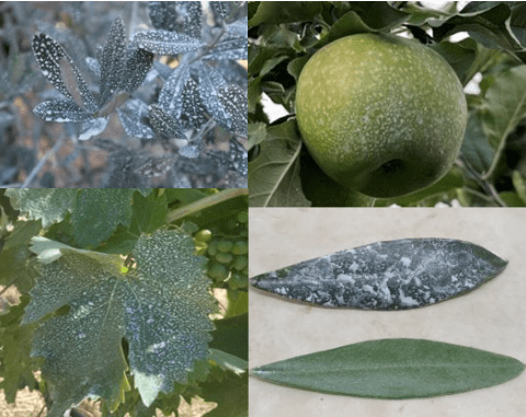 Gravital® Energy plus - Grapevines - Apples - Olive trees​