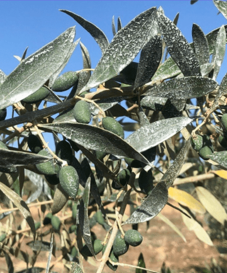 Gravital® Energy+: El Bioestimulante Elemental y Molecular para el Alivio del Estrés por Calor y Sequía