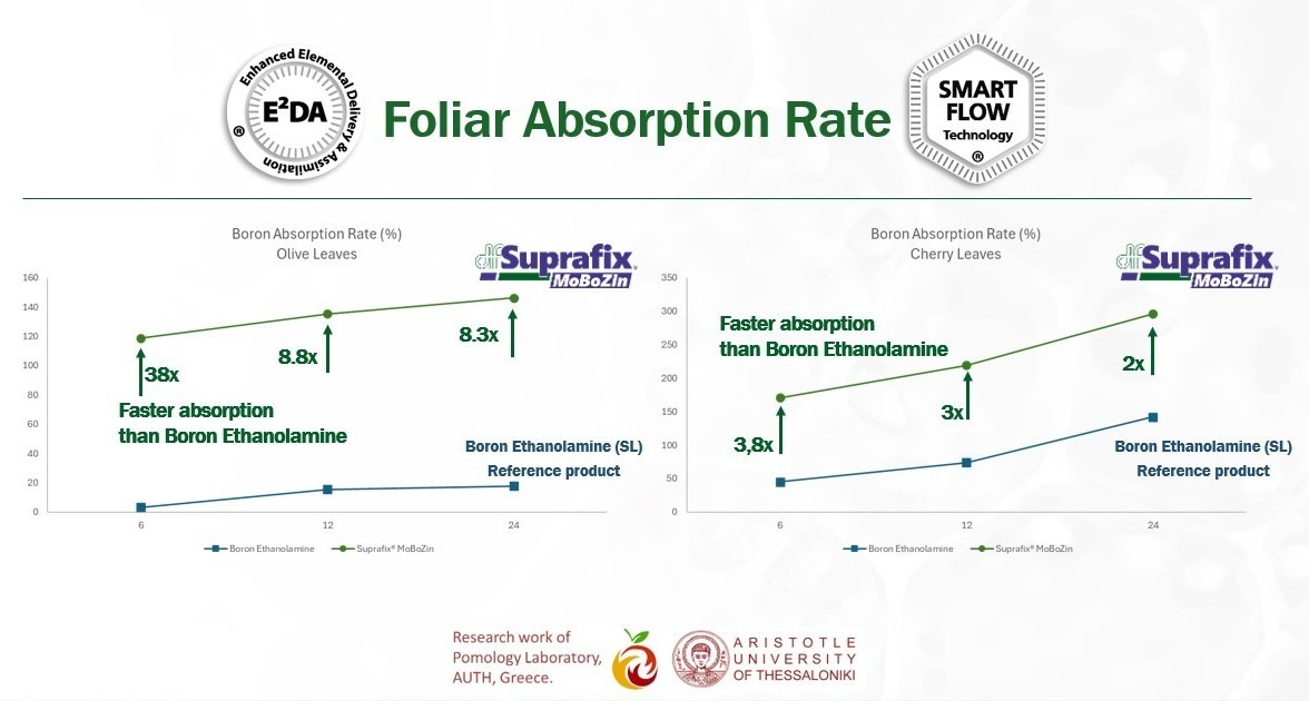 Foliar Absorption Rate - Olive & Cherry Trees Trials​. Suprafix® MoBoZin vs Reference product.