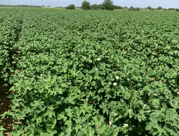 Increase in Total Yield and Improvement in Quality Characteristics in Cotton