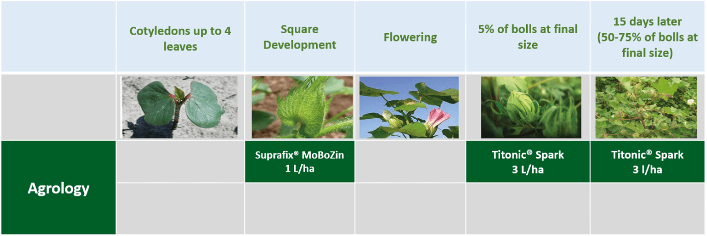 Picture 1. Agrology Functional Crop Nutrition® Program – Cotton