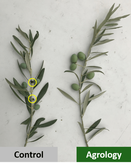 Picture 10. Foliar Application with Gravital® Energy (Petroelia Variety) – mid August