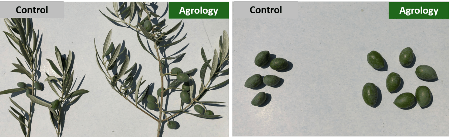 Picture 11. Foliar Application with Gravital® Energy (Arbequina Variety) – mid August
