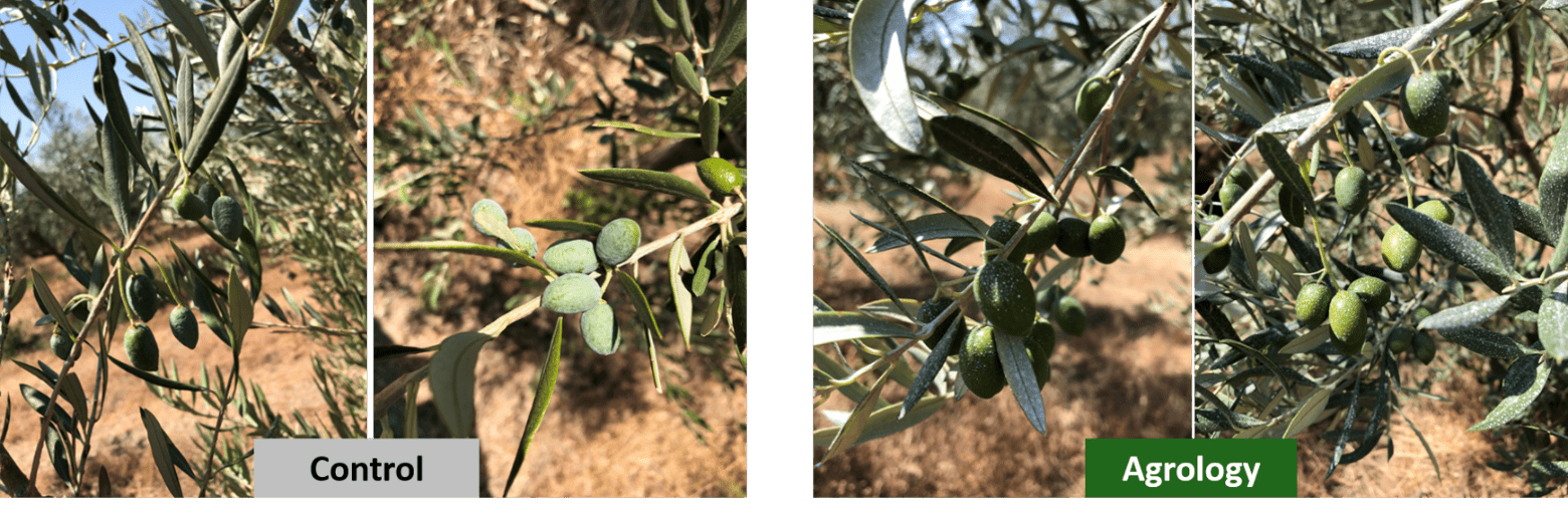 Picture 12. Foliar Application with Gravital® Energy (Arbequina Variety) – mid August