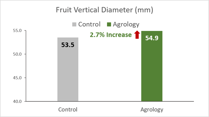 Picture 2. Fruit Size (mm) – Vertical Diameter. With the application of Agrology Program, an increase in Fruit Size (Vertical Diameter) of 2.7% (+1.4 mm) was achieved compared to the control.