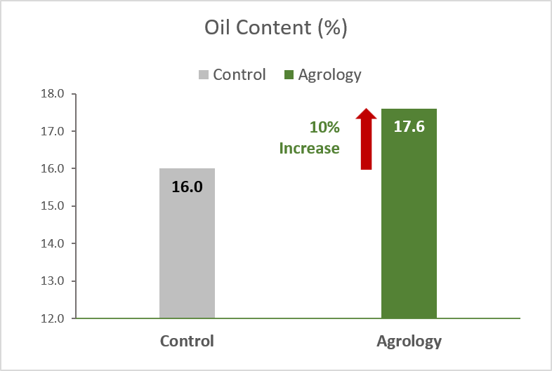 Picture 2. Oil Content (%). By applying Agrology Program, an increase in Oil content of 10%, was achieved compared to the Control.