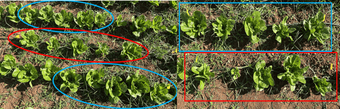 Picture 3. Vegetative Growth and Plant Uniformity: Lettuce Plants under the Agrology Program (blue framSe) compared with the Control (red frame)