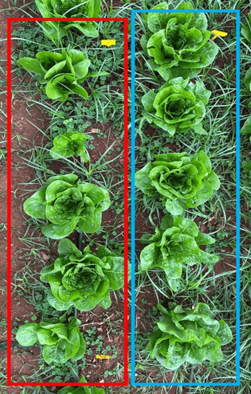 Picture 4. Vegetative Growth and Plant Uniformity: Lettuce Plants under the Agrology Program (blue frame) compared with the Control (red frame).