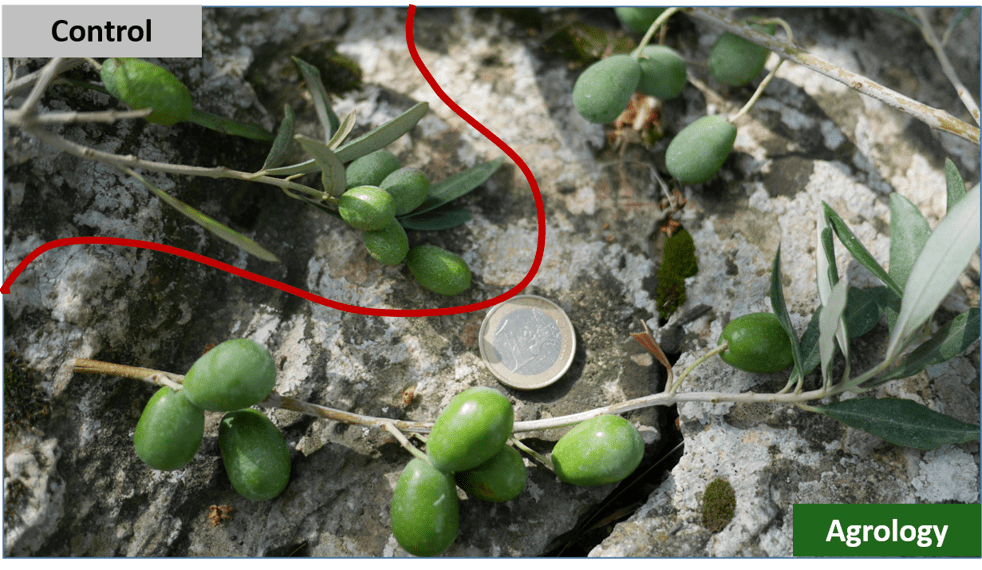 Picture 5. Increased Fruit Size in Olive Trees for Oil Production Following the Application of Nodius® F-Kin.