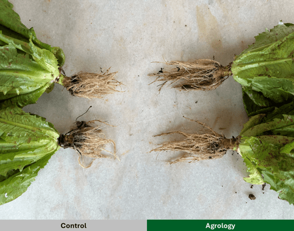  Picture 5. Root System Development Agrology Program (right) compared with the Control (left).