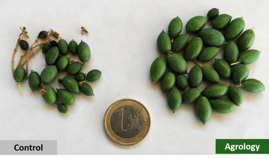Picture 6. Increased Fruit Size in Olive Trees for Oil Production Following the Application of Nodius® F-Kin.