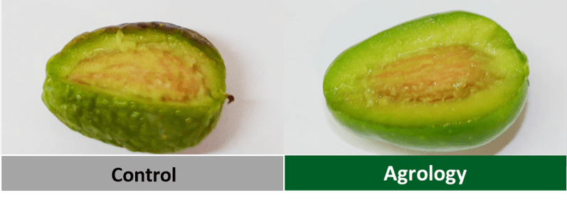 Picture 7. Increased resistance to abiotic stress factors. Following the Application of Nodius® F-Kin and Gravital® Energy.