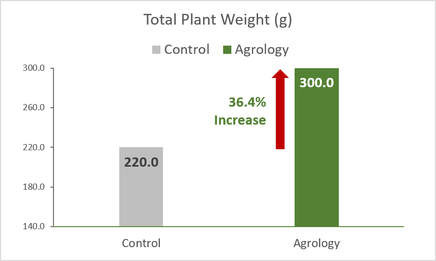 Picture 8. Total Plant Weight. With the implementation of the Agrology Program, there was an increase in the weight of plant by 80 gplant (+36.4%), compared to Control.
