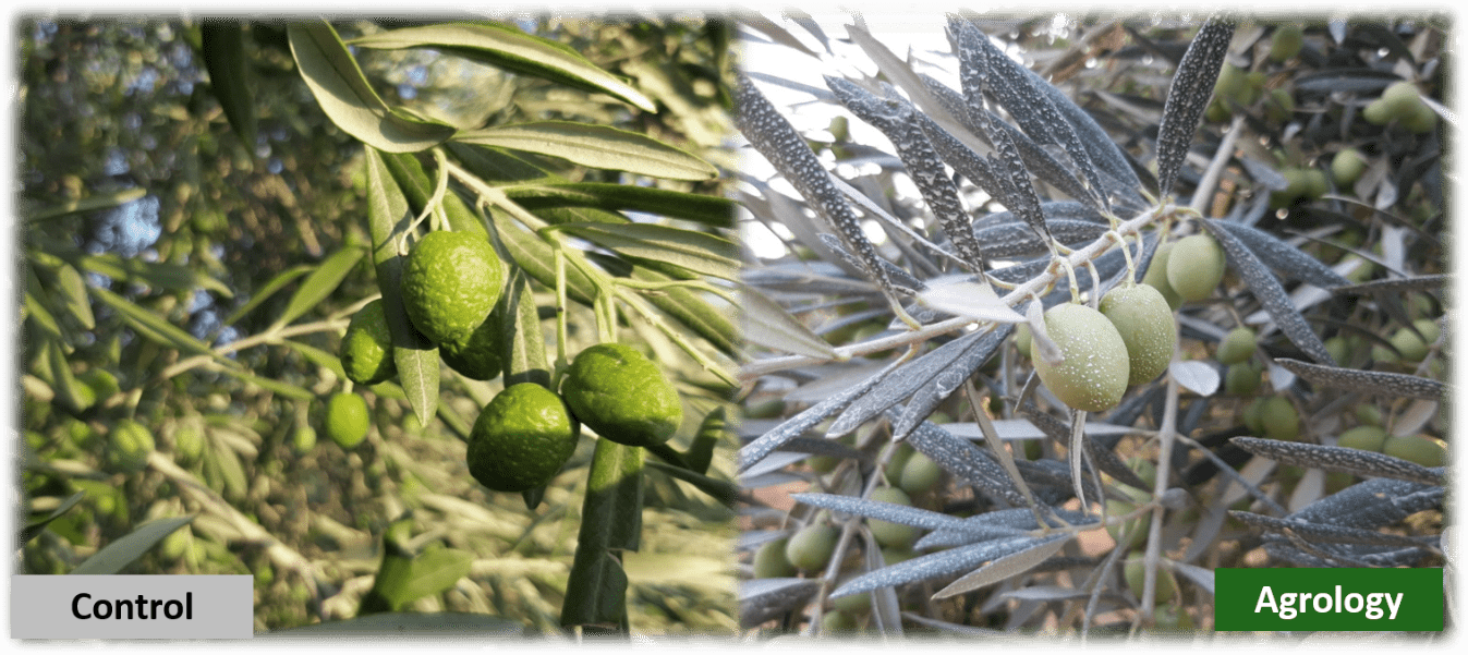 Picture 9. Increased resistance to abiotic stress factors Following the Application of Gravital® Energy.