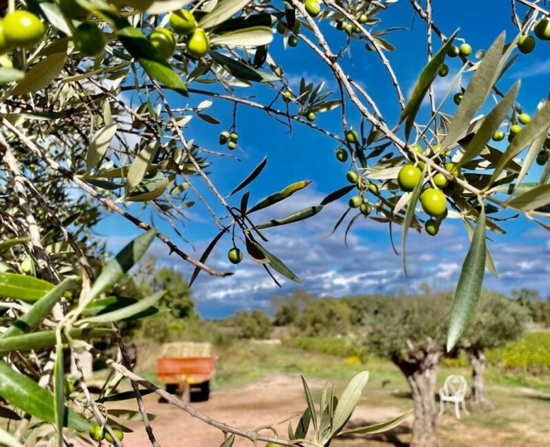 Increased Olive Oil Yield and Improved Olive Oil Quality Characteristics