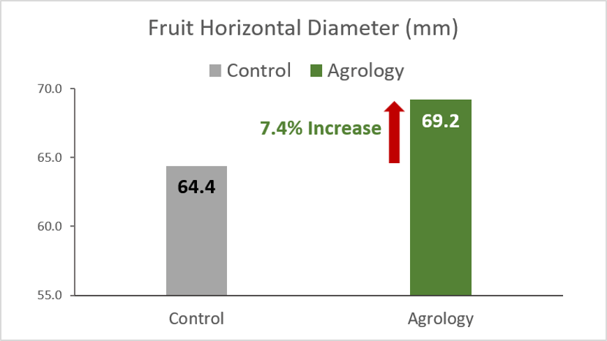 Picture 3. Fruit Size (mm) – Horizontal. With the application of Agrology Program, an increase in Fruit Size (Horizontal Diameter) of 7.4% (+4.8 mm) was achieved compared to the control.