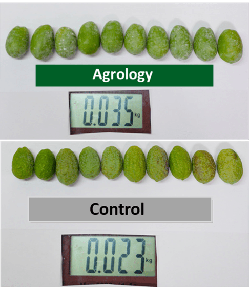 Picture 8. Increased resistance to abiotic stress factors Following the Application of Nodius® F-Kin and Gravital® Energy.