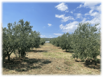 Improvement of Quality Characteristics in Table Olives