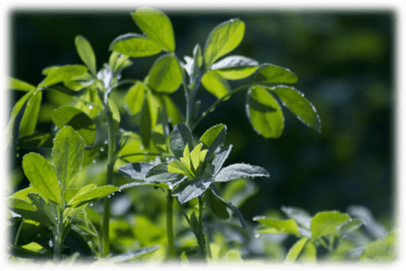 Titonic® Karbo: Increase in Total Yield in Alfalfa Cultivation