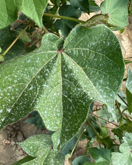 Gravital® Energy: Total Yield Increase in Cotton