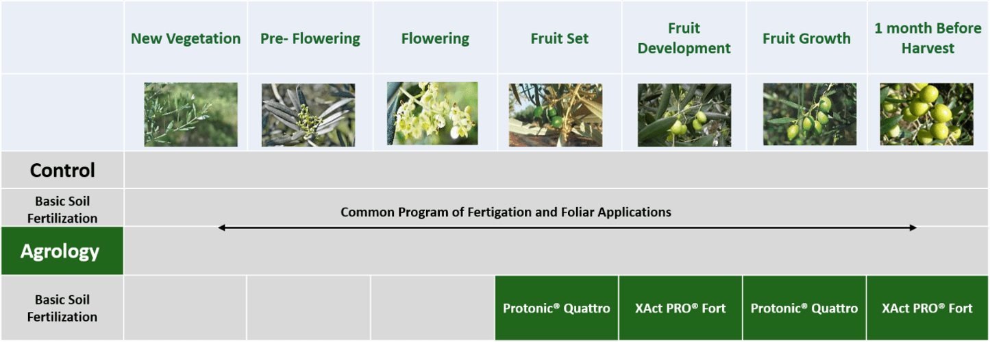 Picture 1. Agrology Crop Nutrition Program – Table Olives