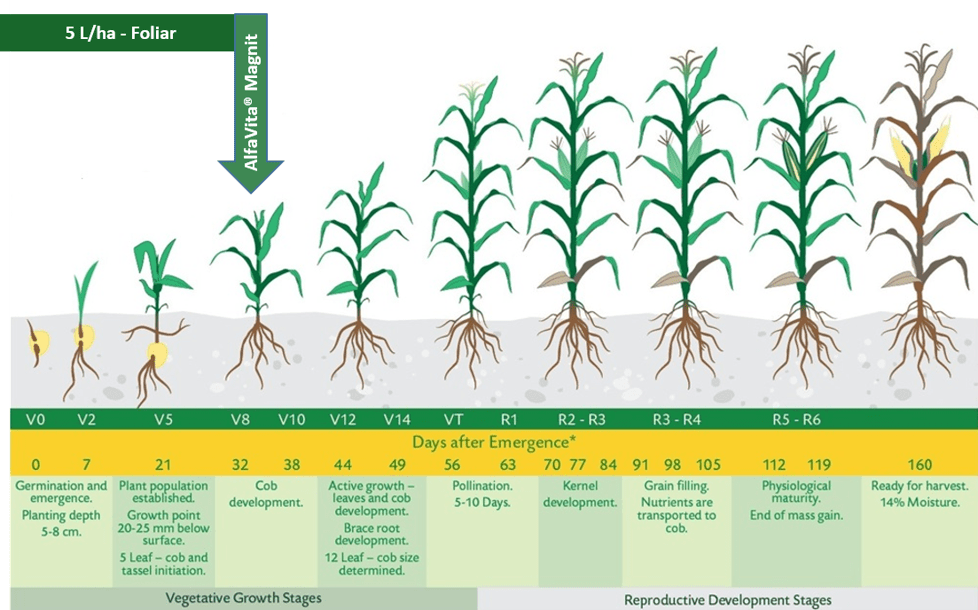 Picture 1. Agrology Functional Crop Nutrition® Program in Maize