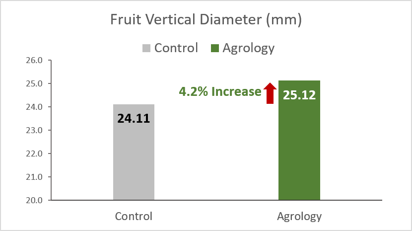 Picture 2. Fruit Size (mm) – Vertical Diameter. With the application of Agrology Program, an increase in Fruit Size (Vertical Diameter) of 4.2% (+1.02 mm) was achieved compared to the control.