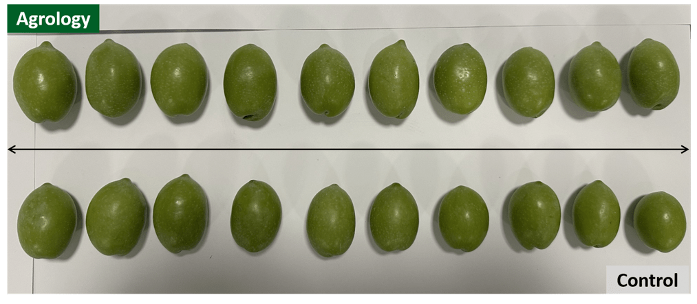 Picture 4. Fruit Size – 10 fruits. Fruit Samples Agrology (above) and Control (below).